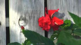 栅栏边开放的红色花朵摇曳高清实拍视频素材