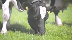 大型养殖场放养奶牛吃草制造高营养牛奶高清实拍视频素材