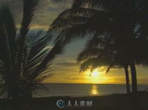 夕阳海岸椰树高清实拍视频素材