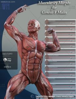 男性人体肌肉超精细解剖3D模型