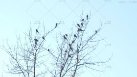 精选枯枝上的鸟群高清实拍视频素材