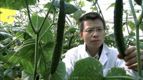 科研人员查看黄瓜栽培玉米苗实拍视频素材