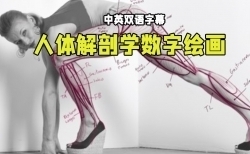 【中文字幕】人体解剖学手脚头脸骨骼肌肉等数字绘画大师级视频教程