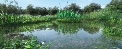 24组香附子水曲柳柳叶菜紫花苜蓿等水生植物3D模型合集