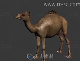 可爱的骆驼3D模型