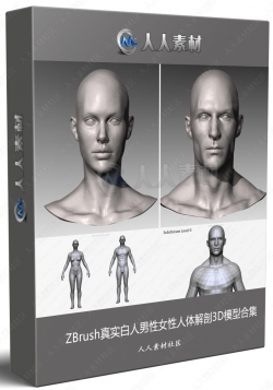 ZBrush真实白人男性女性人体解剖3D模型合集