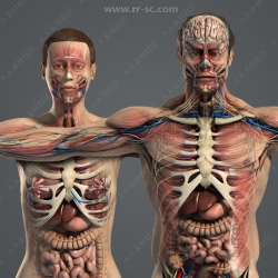 超精细男性女性人体解剖3D模型合集