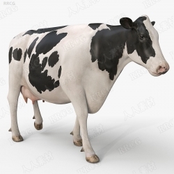 5组高质量奶牛循环动画与3D模型