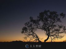 夕阳下的大树高清实拍视频素材
