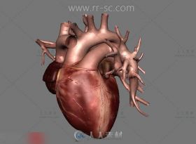超逼真MAYA心脏3D模型