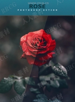 玫瑰鲜花惊艳色彩滤镜艺术图像处理特效PS动作