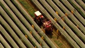 航拍中近景农田工人洒农药作业视频素材