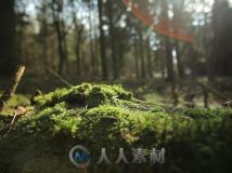 阳光森林下的苔藓高清实拍视频素材 Videohive Forest 4221187 Stock Footage